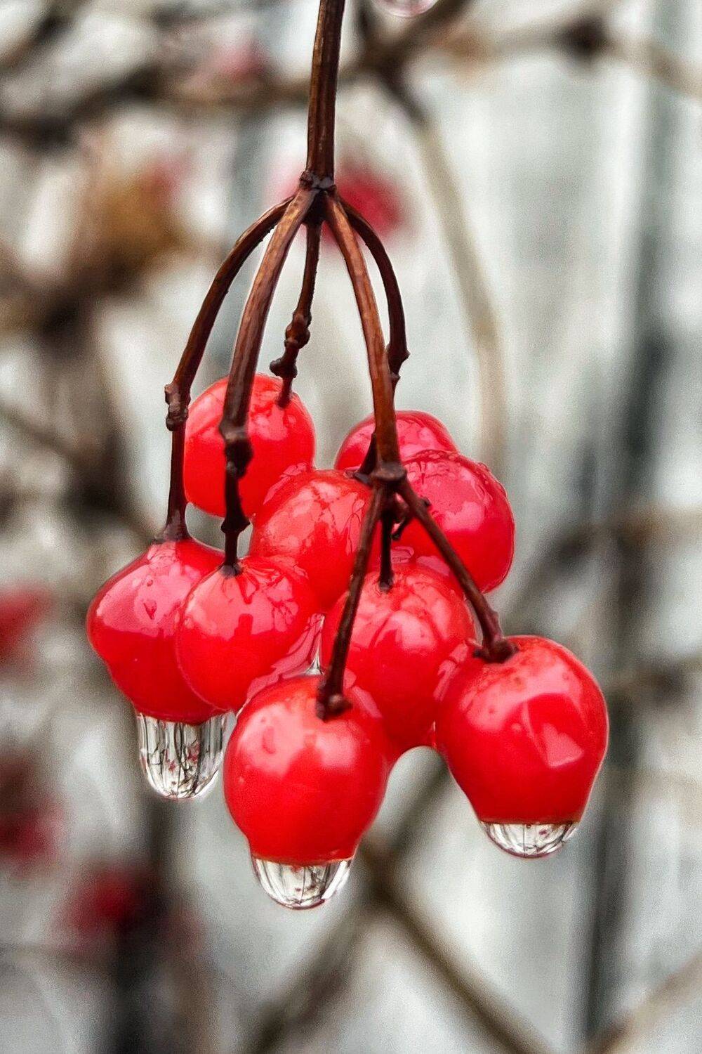 , Александр Шандов