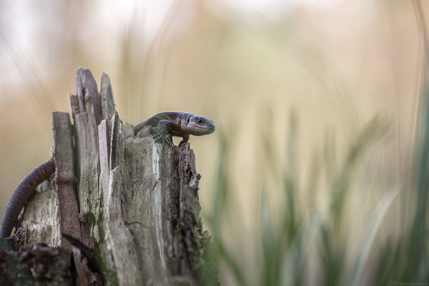 ящерица, лес, бдительность, осознанность, макро природа, макро красота, творчество, любовь, украина, коростышев,, Александр Чорный