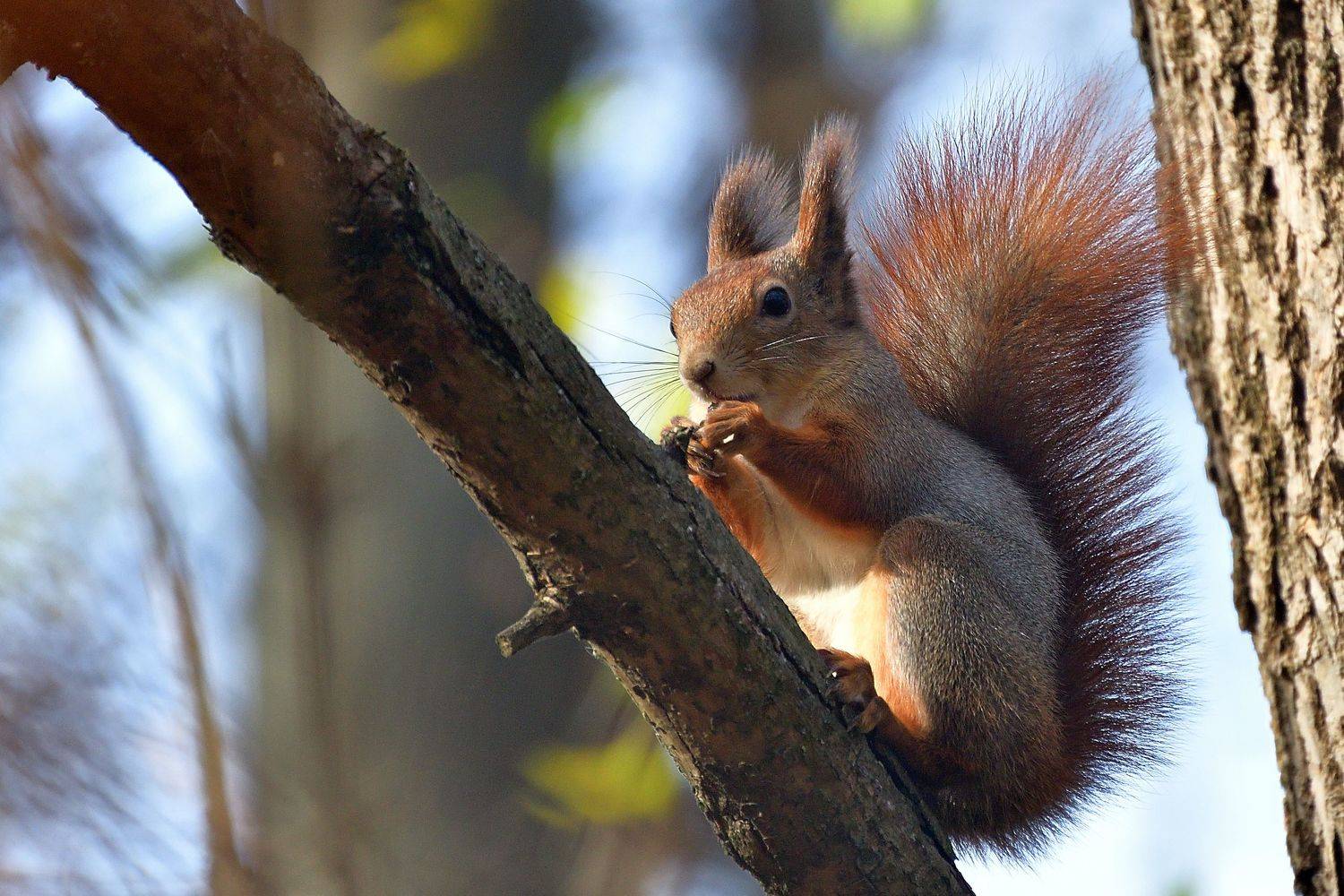 , Корнейчук Игорь