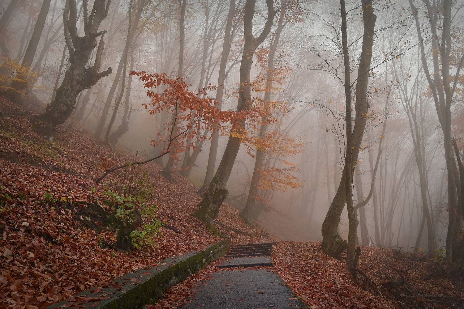 , Шипунова Ирина