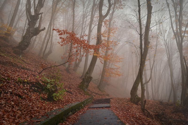 Дорожка в осень фото превью