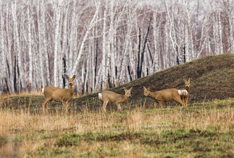 косули, семейка, лес, животный мир, осень, осень.. фото превью