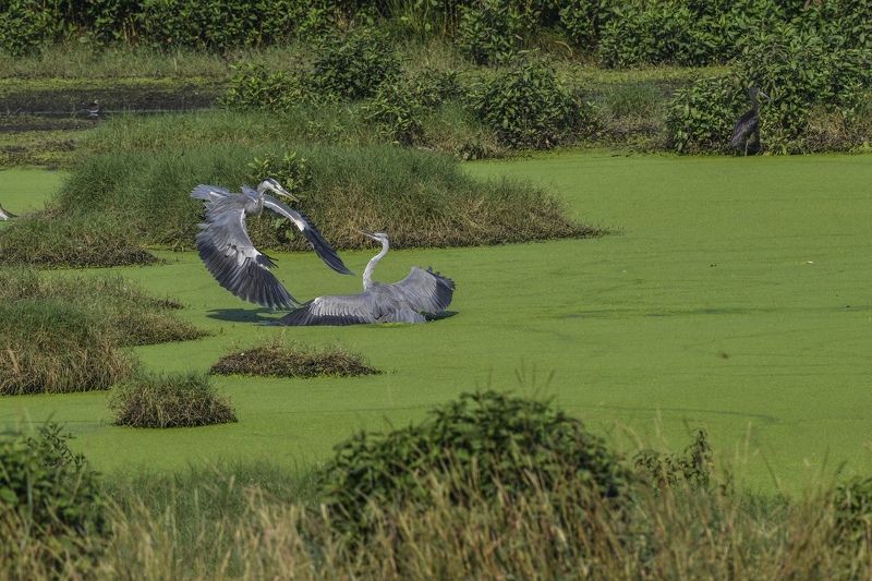 bird nature Territory fight фото превью