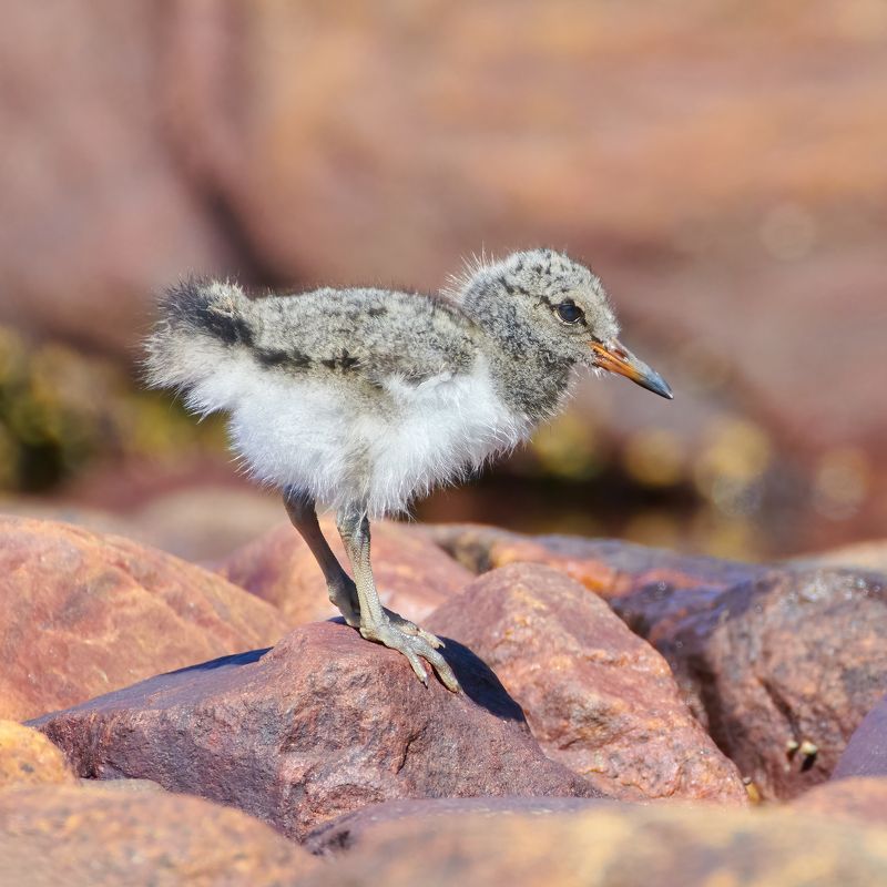 #bird #wildlife #nature #birdphotography Птенец кулика-сороки фото превью