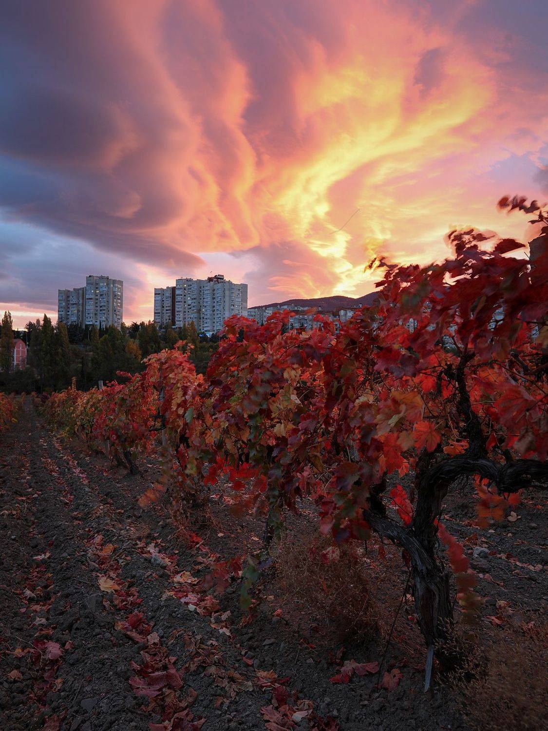 крым, пейзаж, алушта, осень, цвет, свет, виноградники, облака, вечер, огонь,, Сергей Шульга