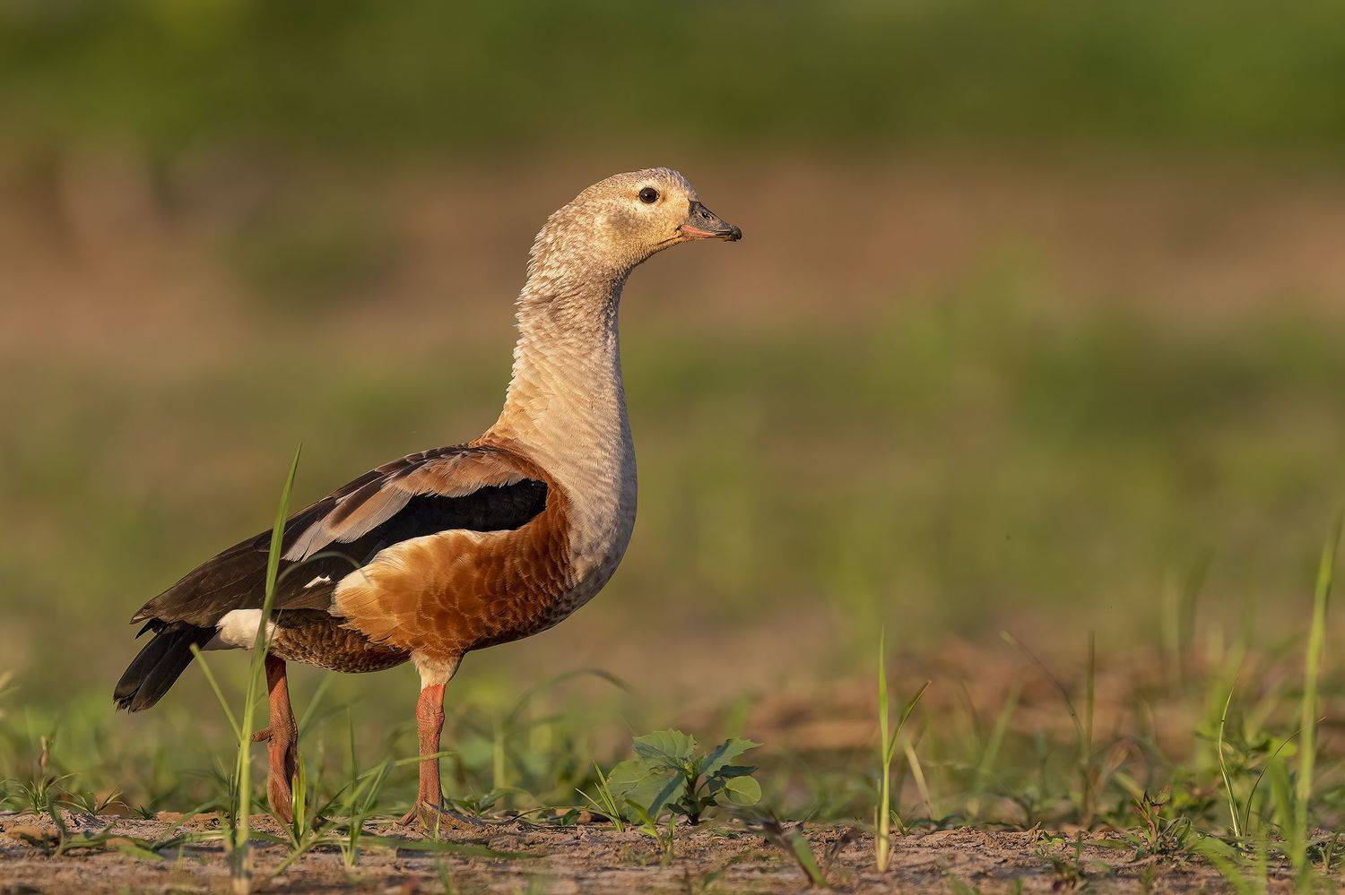 , Burgalin Sequeira Fernando