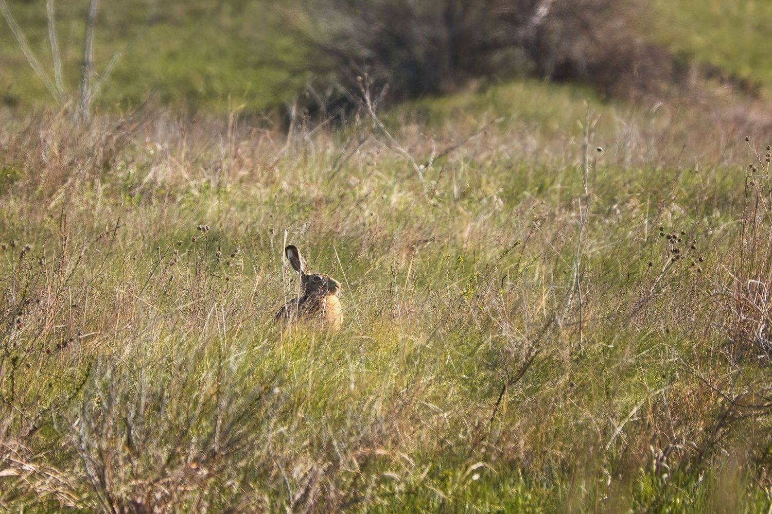 заяц, природа, животные, самарская область, Дудников Александр