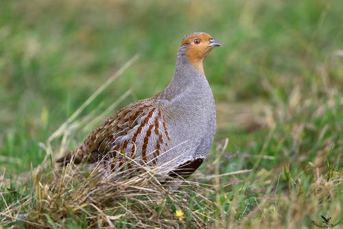Не такая уж и серая.