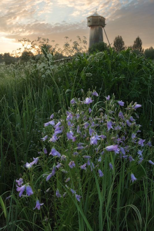 мельница,весна,цветы,рассвет У старой мельницы без крыльев фото превью