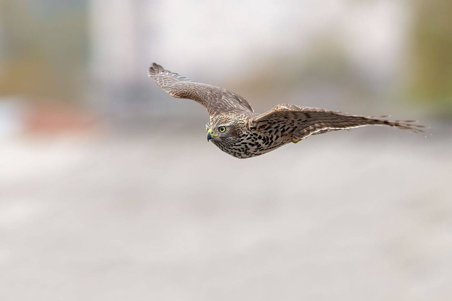 , Калинин Михаил