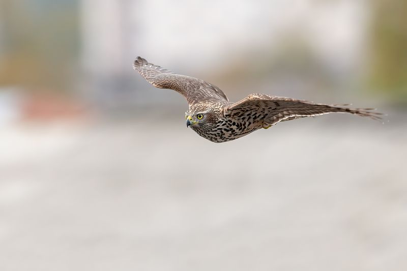 Ястреб тетеревятник. фото превью
