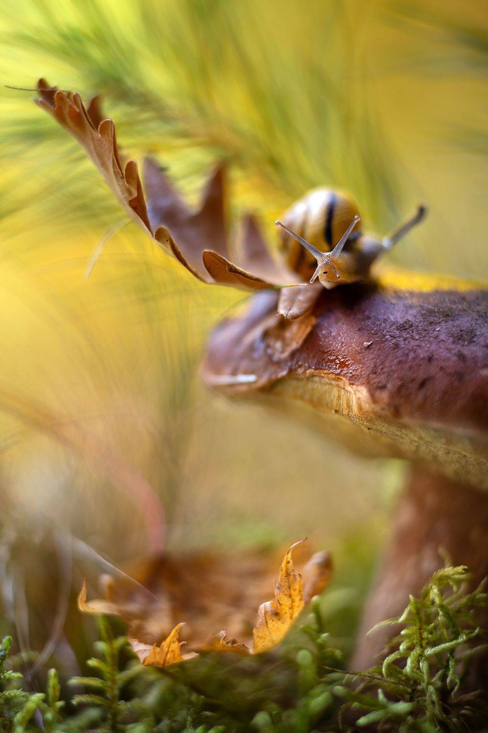 белый гриб, улитка, дубовый листик, рога как у лося,сказки леса,ирина горюкина  беларусь, ГОРЮКИНА ИРИНА