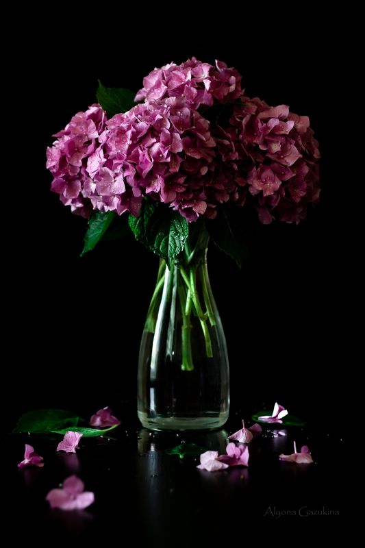 натюрморт, гортензия, цветы, ваза Гортензия... фото превью