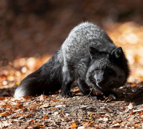 Чернобурая охотница