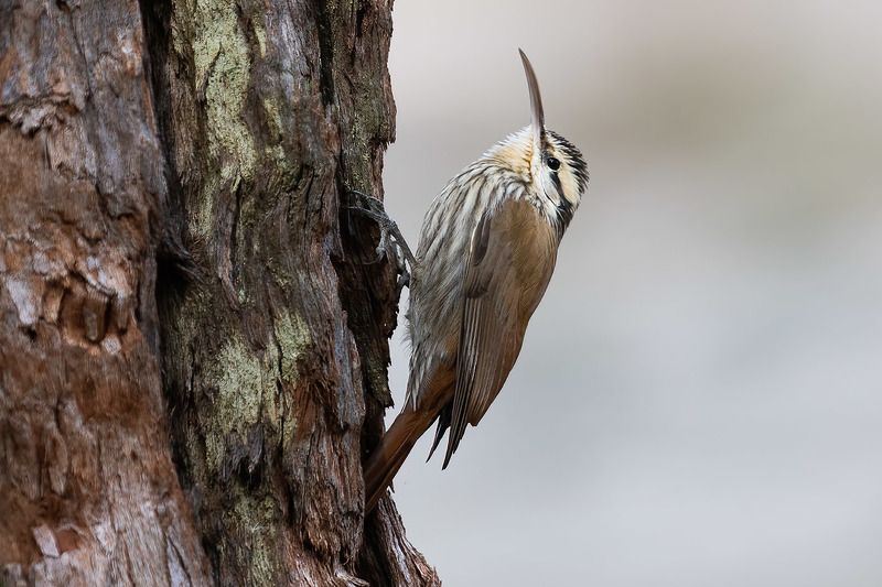 птицы, уругвай *** фото превью