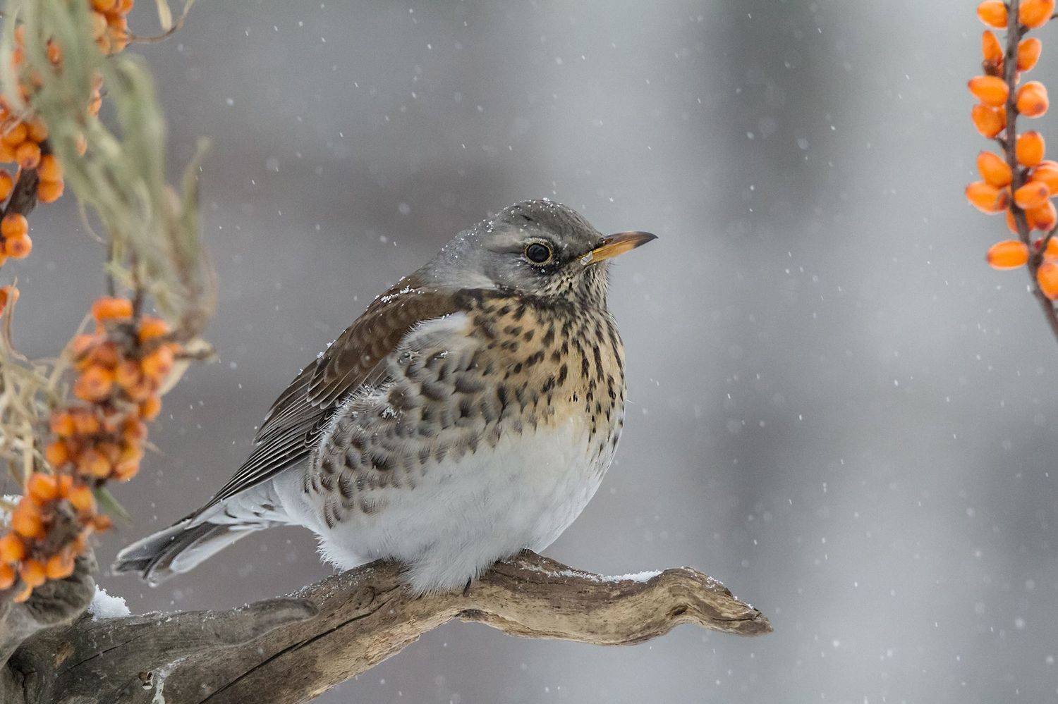 дрозд рябинник, зима, Коледова Ирина