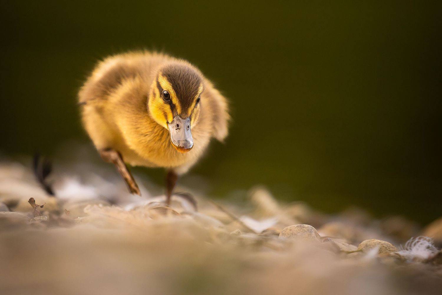 , Robert Adamec
