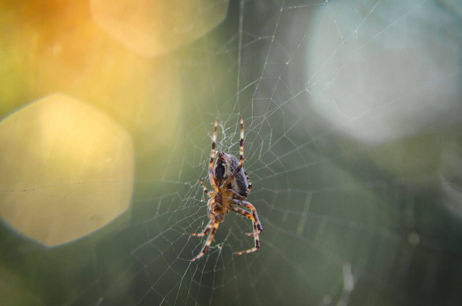 паук, крестовик, хищник, природа, макро, паутина, Shadow Anna
