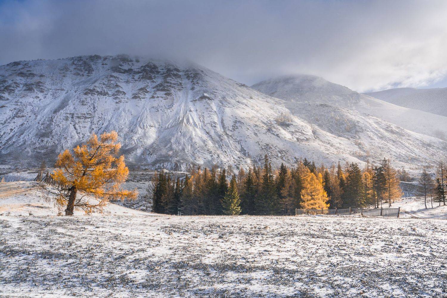 россия, горный алтай,осень,снег,утро, Андрей Поляков