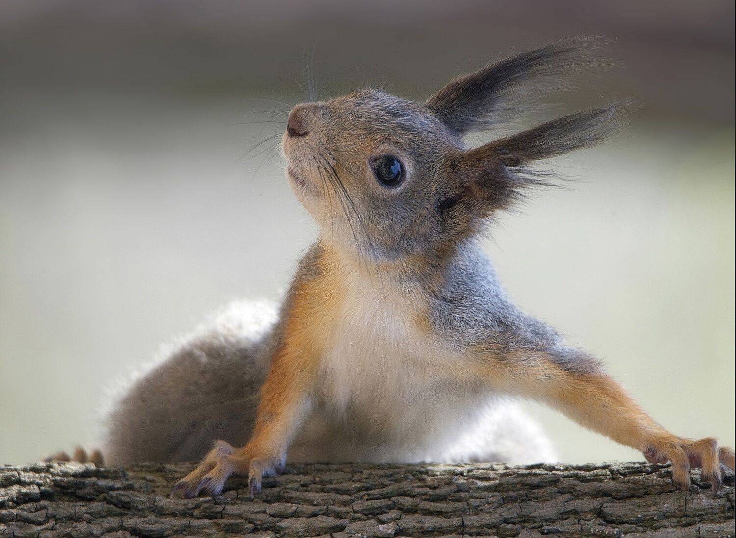 белка, Сергей Аникин