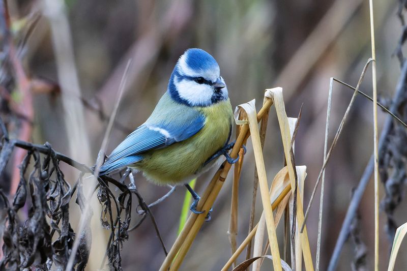 Лазоревка. фото превью
