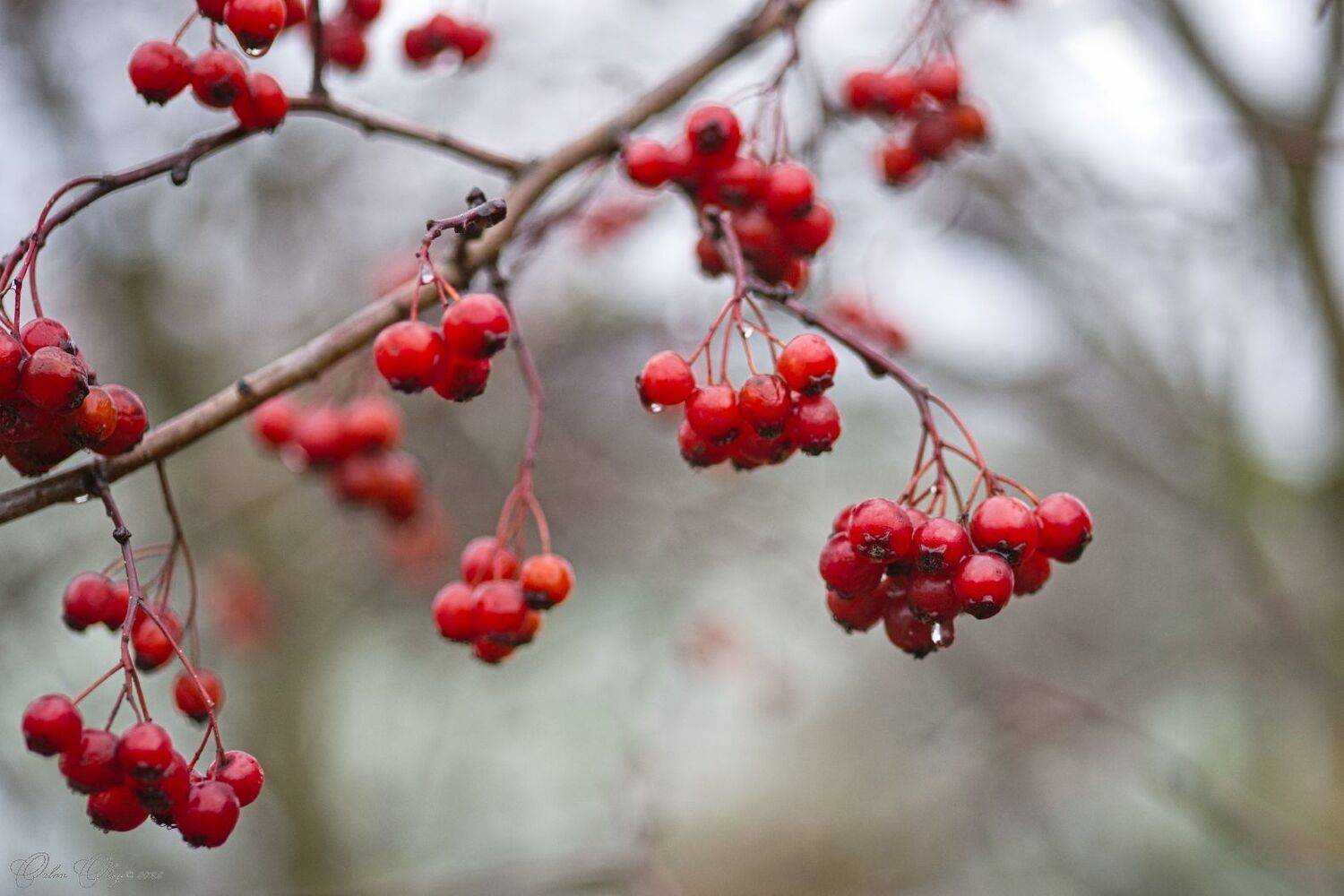 , Орлов Олег