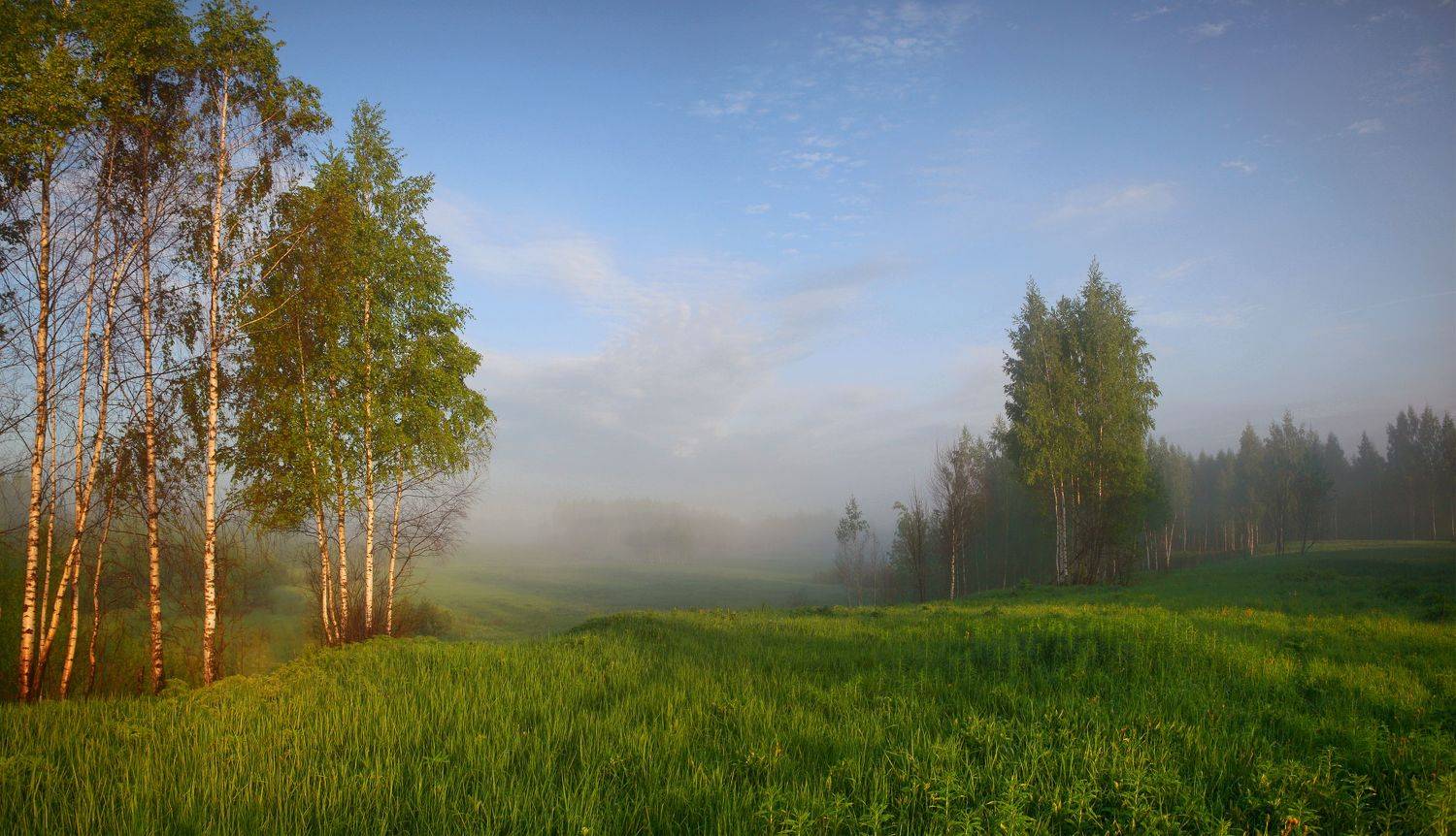 утро , туман , весна, лес, Александр Свистков