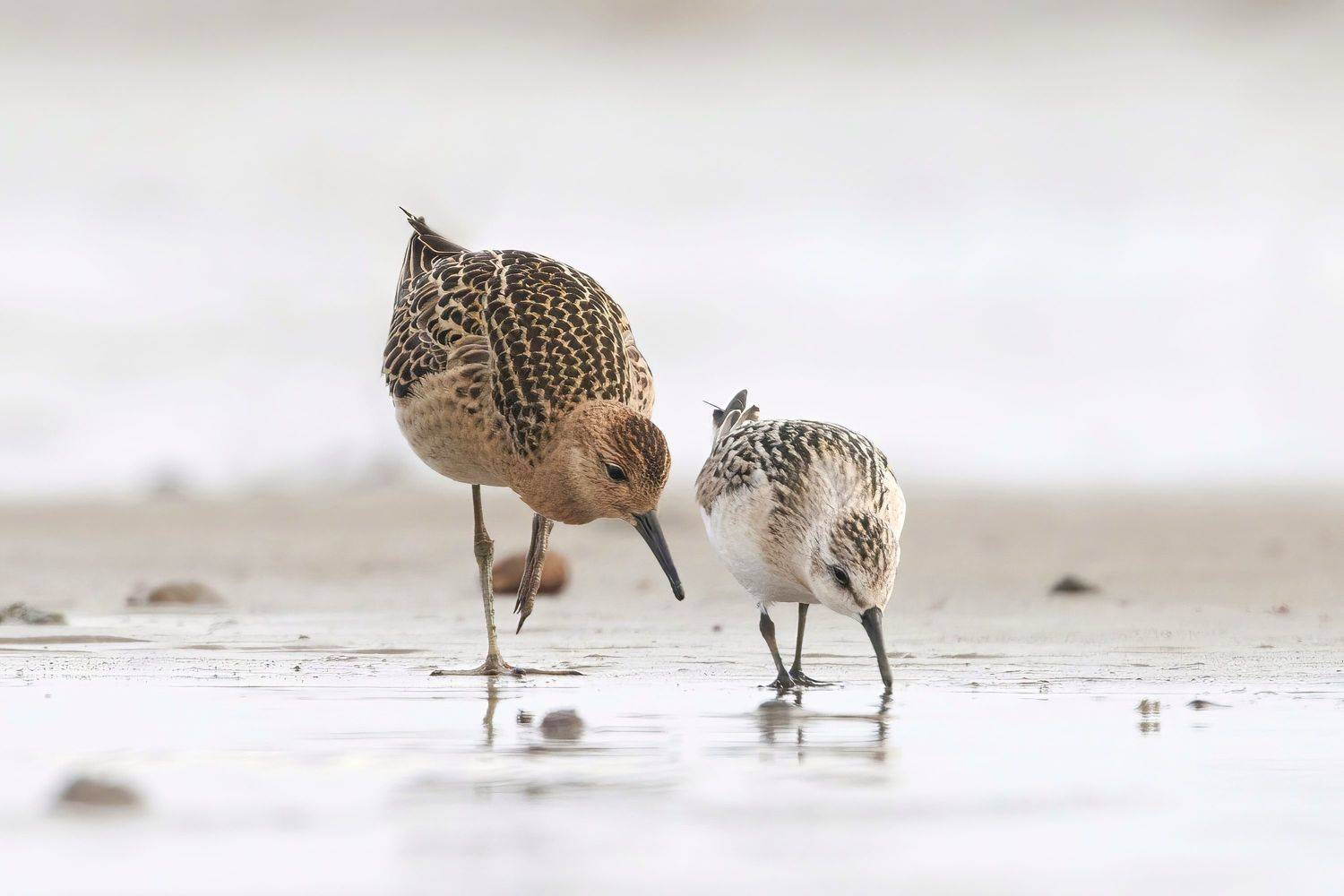 кулик,турухтан,ruff,Calidris pugnax,песчанка,Calidris alba,sandeling, Андрей Гуливанов