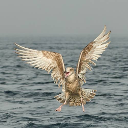 Жизнерадостный птенчик