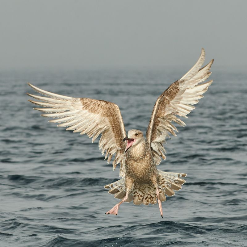 #bird #wildlife #nature #birdphotography Жизнерадостный птенчик фото превью