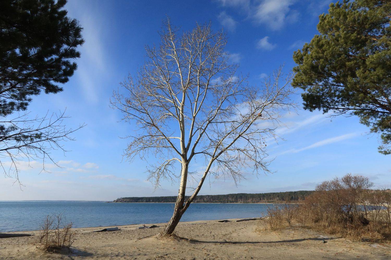 природа,сибирь,осень,деревья, Козлова Галина