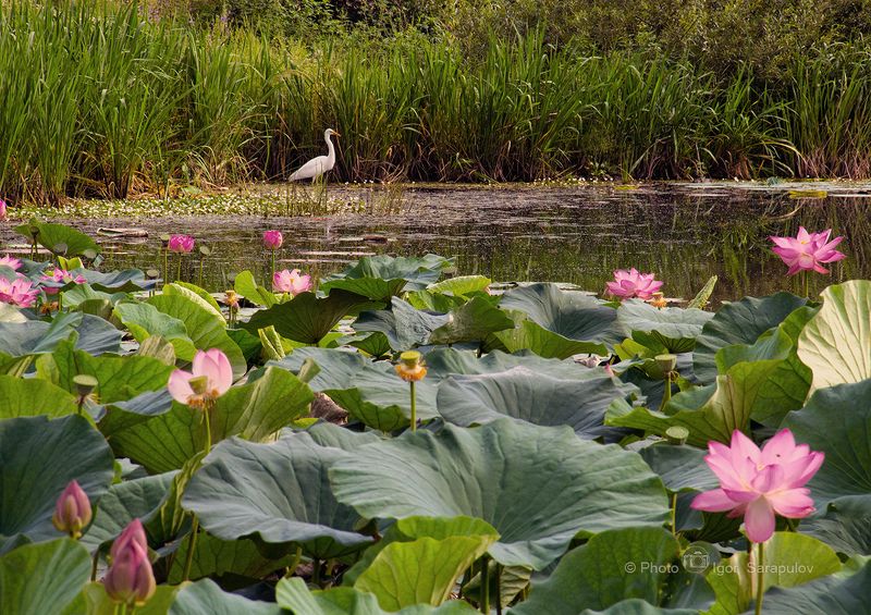 село татьяновка, белая цапля,  egretta intermedia, цапля, спасский район, путешествие на автомобиле, природа дальнего востока, природа, приморье, приморский край, озеро лотосов, лотос комарова, лотос, nelumbo komarovii Сказочное озеро фото превью