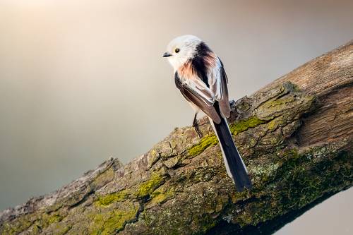 Aegithalos caudatus