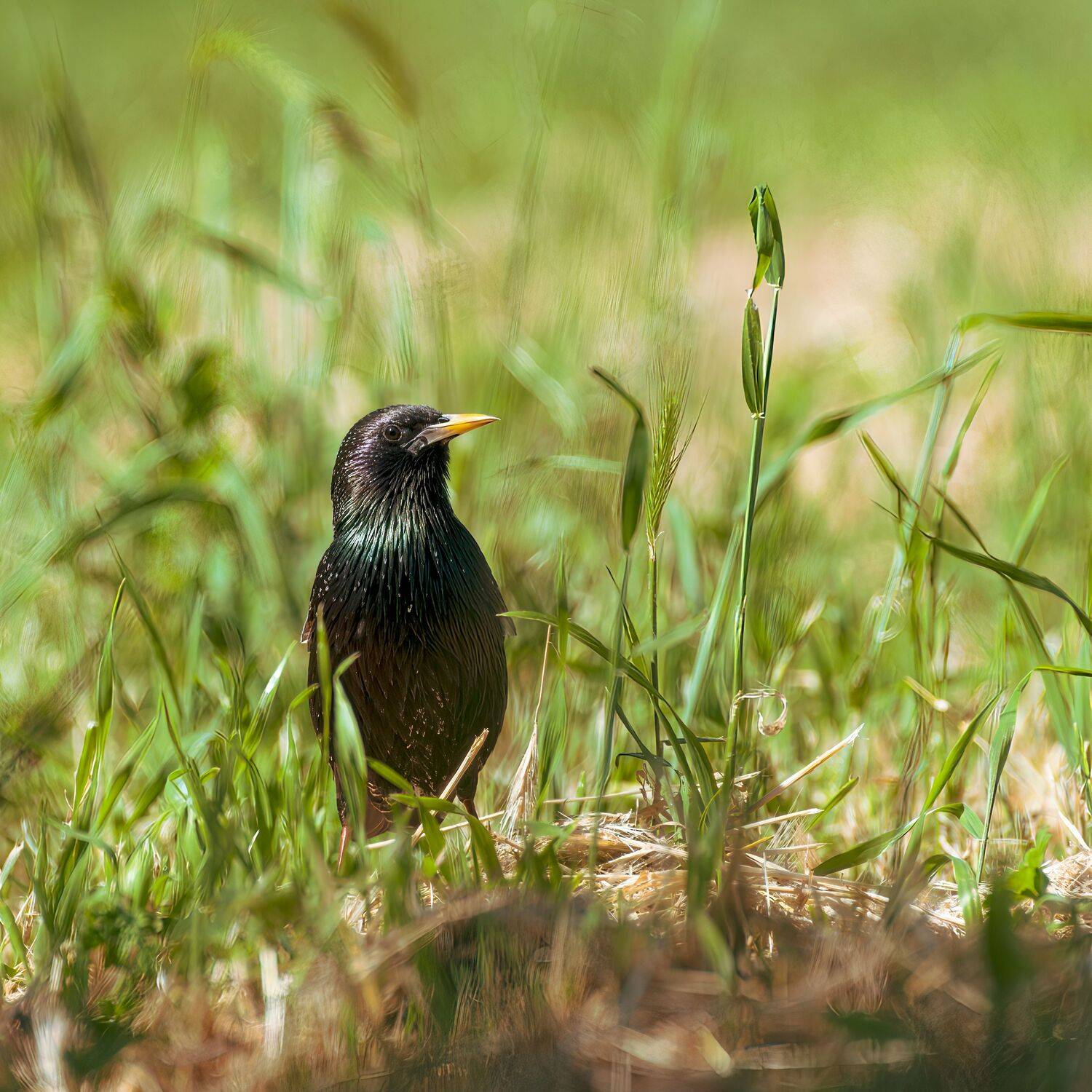 скворец, Алексей Рыльский