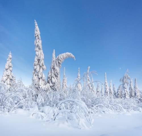 Таёжная сказка