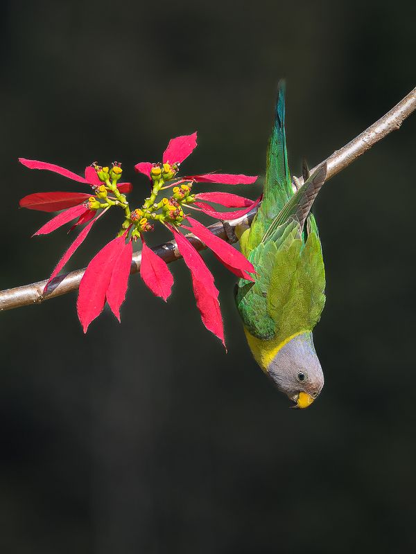 Plum headed parakeet фото превью