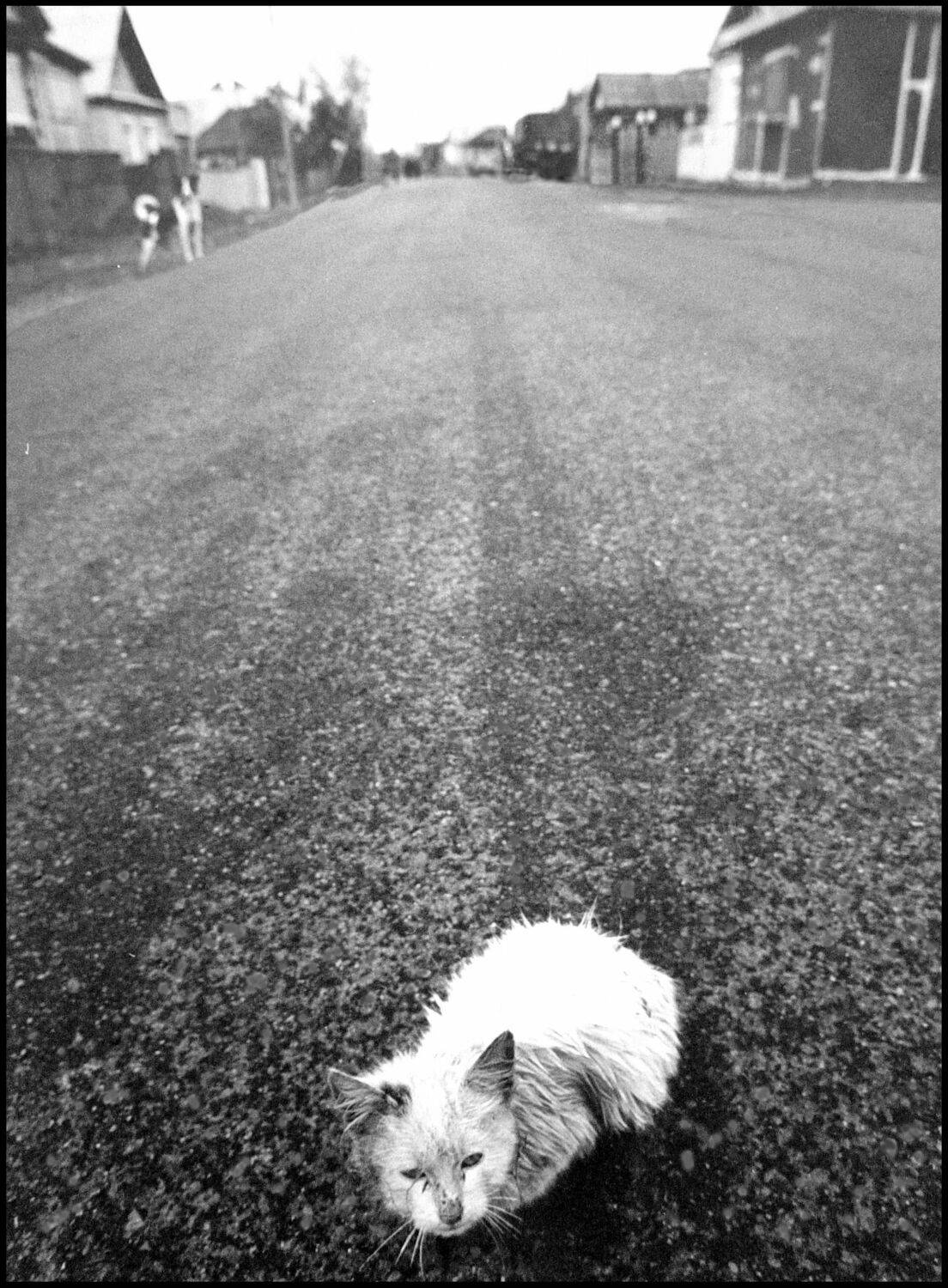 , Меднов Влад