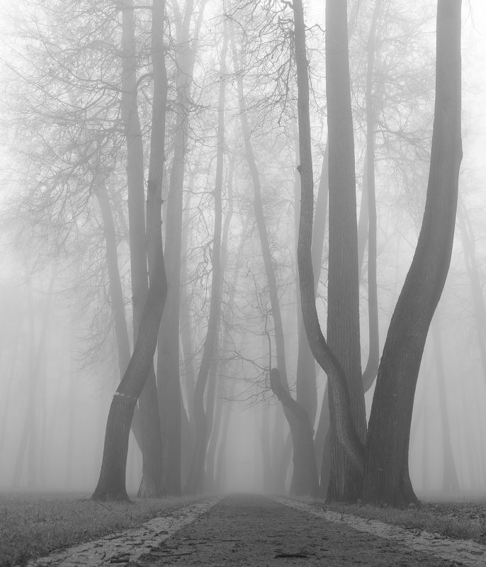 туман деревья очень  Туман фото превью
