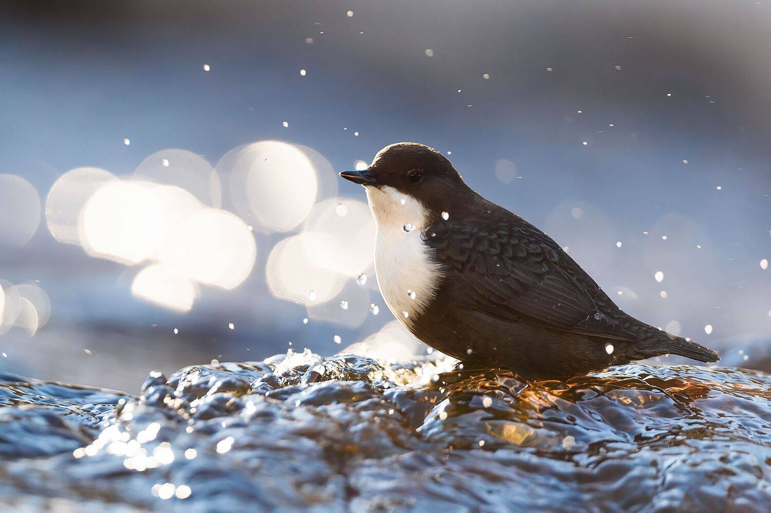 , Калинин Михаил