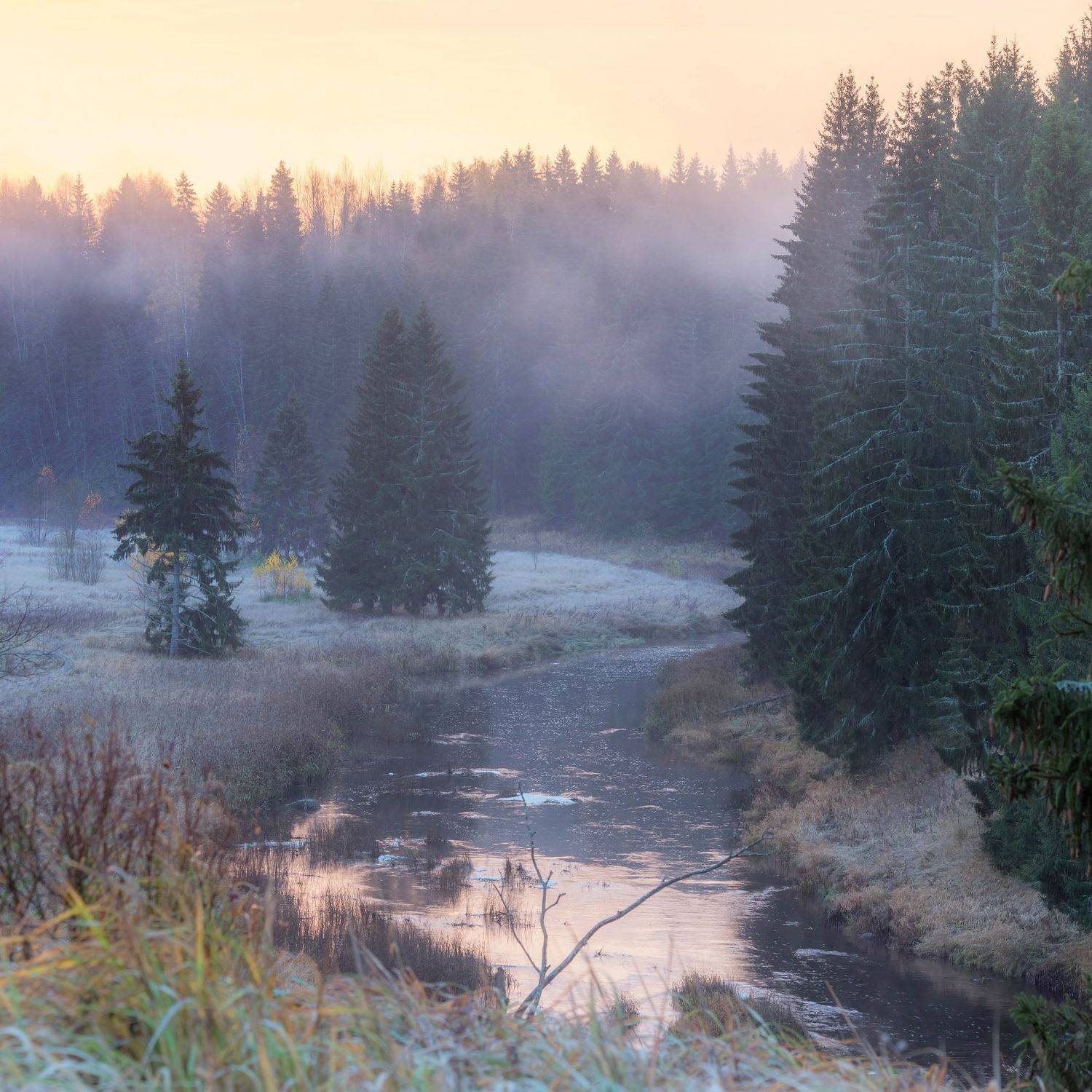 ленинградская область, река, туман, рассвет, пейзаж ,фототур, утро, роса, ель, осень, Павел Ващенков