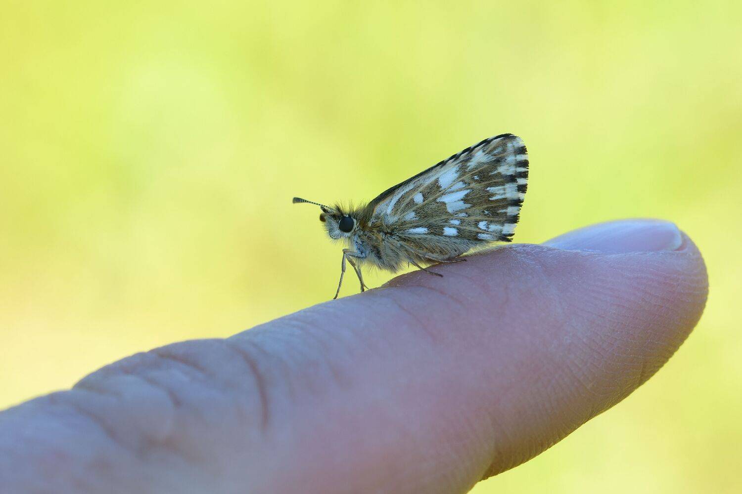 толстоголовка мальвовая, pyrgus malvae, толстоголовки, hesperiidae, бабочка, палец, Павел Черенков