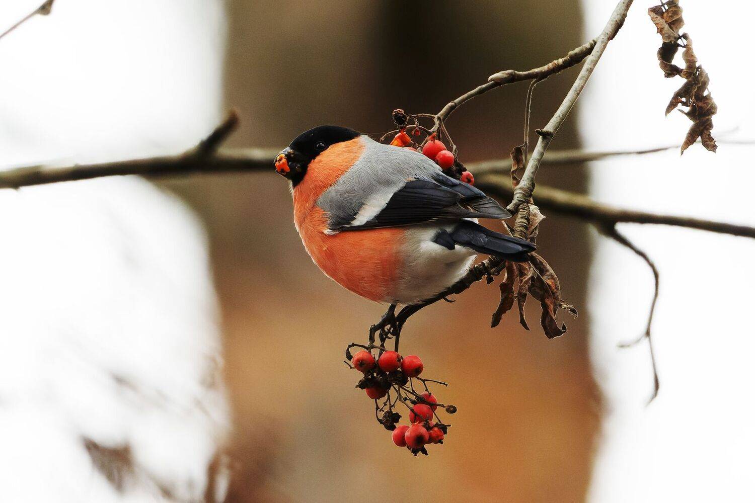 снегирь, птицы, фото птиц, Александр Шипиленко