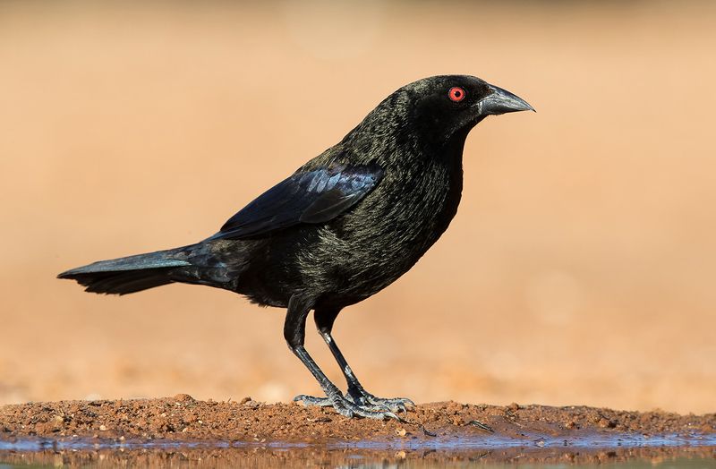 bronzed cowbird, красноглазый коровий трупиал, texas Bronzed Cowbird - Красноглазый коровий трупиал фото превью
