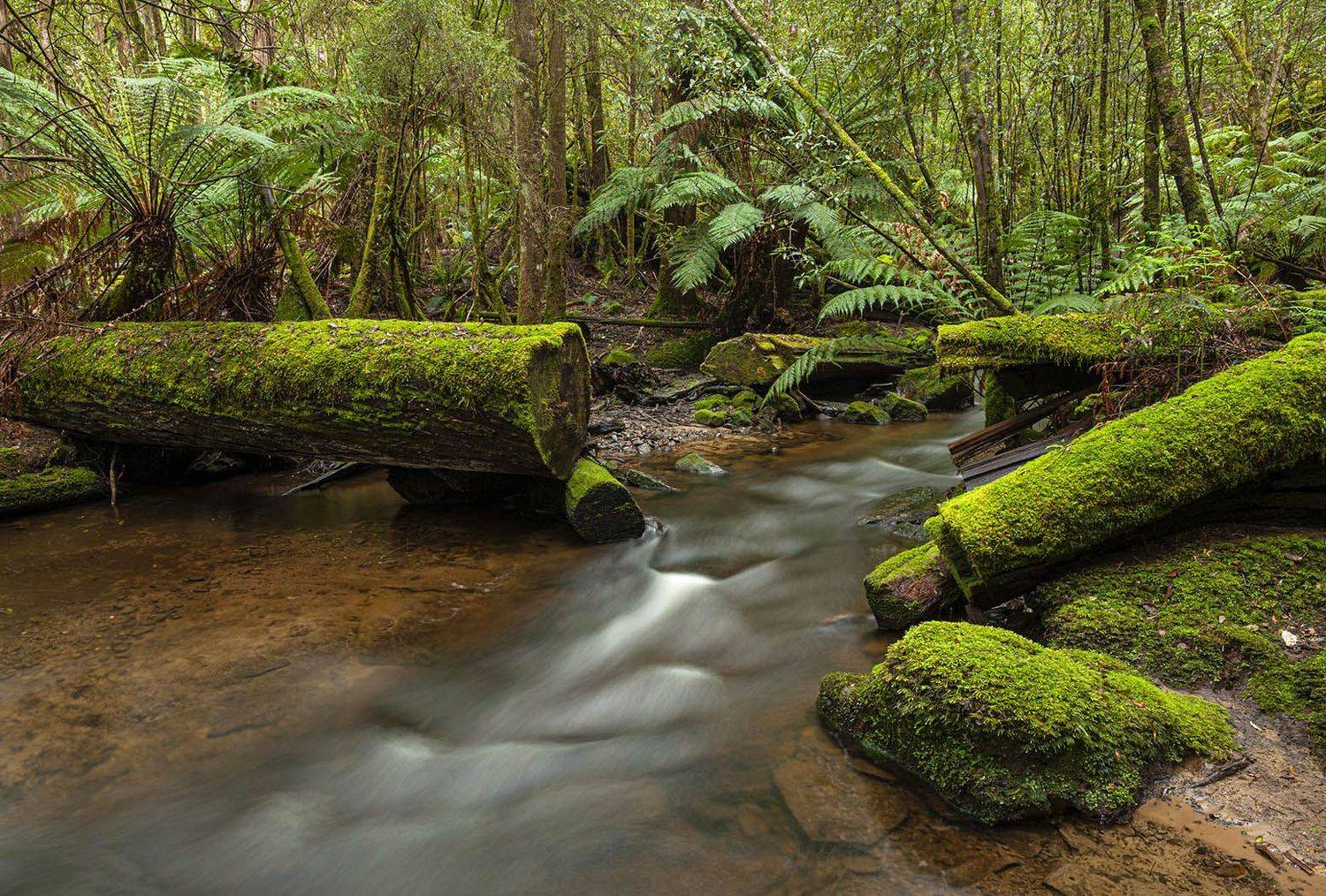 , Анатолий Макоедов