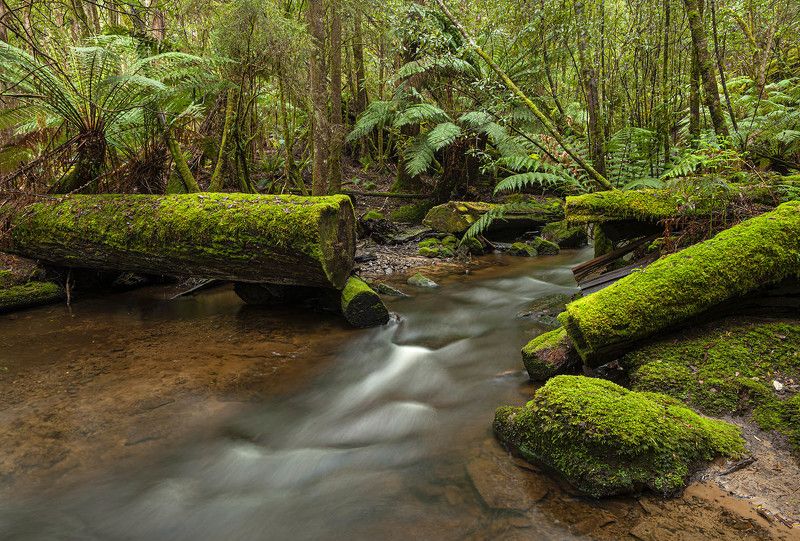 Тасмания фото превью