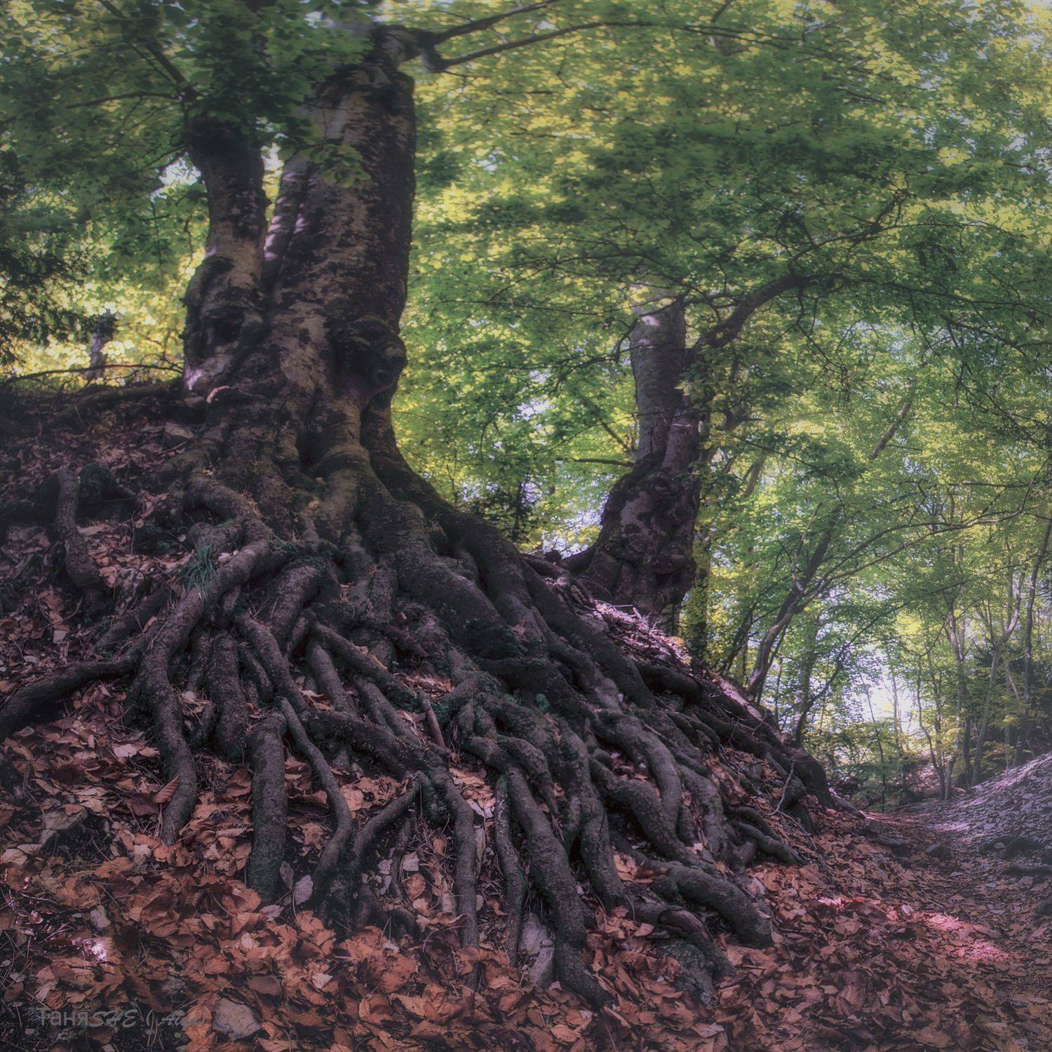 крым, айпетри, таракташ, crimea, landscape, SHE (Aiya) Таня