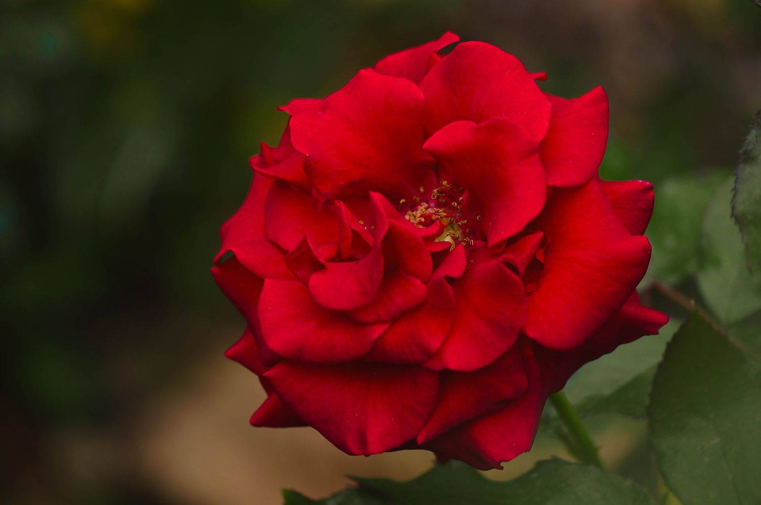 , Екимова Наталья