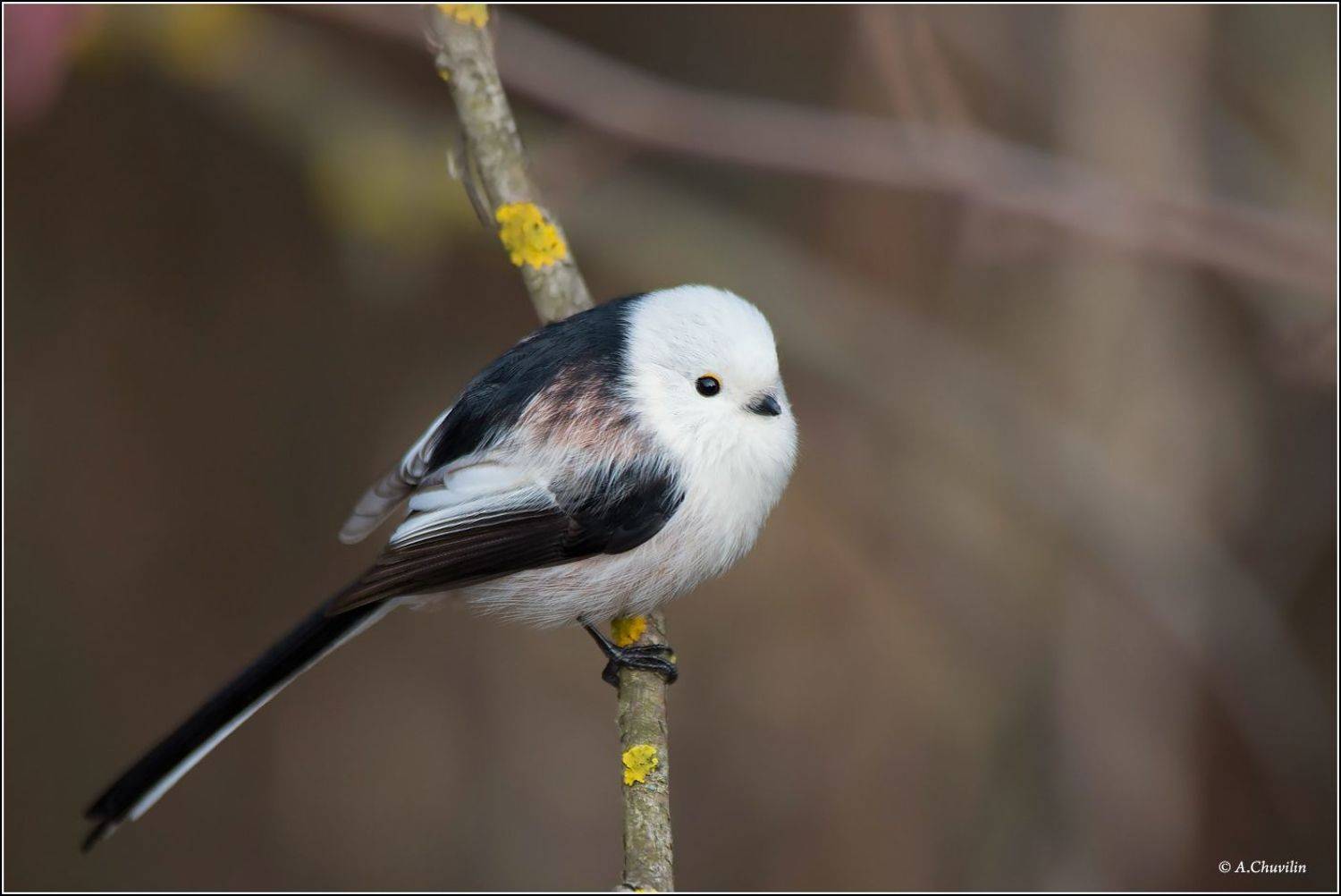 захолодало,птица,ополовник,нахохлился, Александр Чувилин