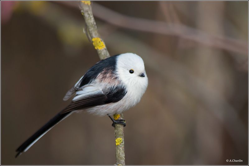 захолодало,птица,ополовник,нахохлился Захолодало фото превью