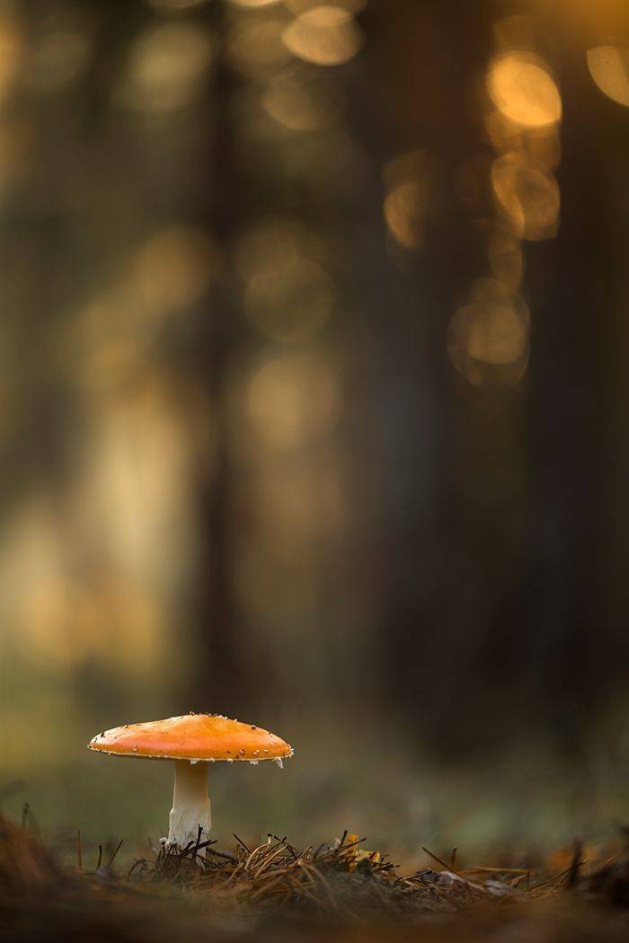 , Илья Михеев